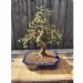 Chinese Elm Number 12